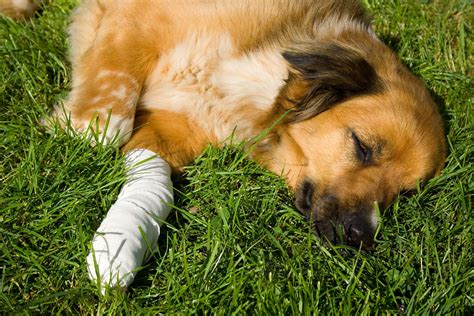 How to Treat a Dog's Sprained Leg: Tips and Tools for Proper Care